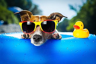 Hund, der mit aufgesetzter Sonnenbrille aus einem Pool schaut.